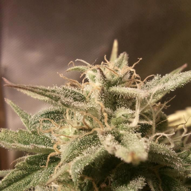 Auto Bubble Female Seeds Semillas De Marihuana Autoflorecientes