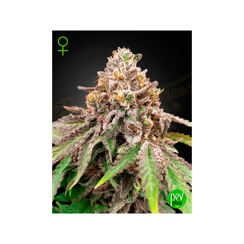 Blue Haze X Gelato Auto Compra Semillas Green House En Pev