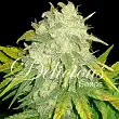 Il Diavolo (Automatic Line) - Delicious Seeds