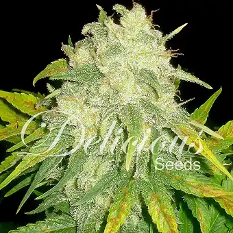 Il Diavolo (Automatic Line) - Delicious Seeds