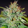 Skunk 47 - World of Seeds Skunk 47 - World of Seeds