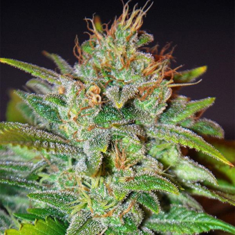 Skunk 47
