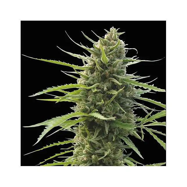 Kilimanjaro - World of Seeds