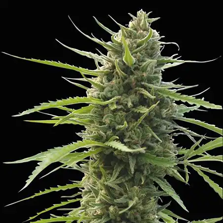 Kilimanjaro - World of Seeds