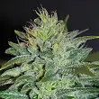 Sweet Black Angel - Samsara Seeds Sweet Black Angel - Samsara Seeds