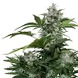 White Dwarf - Buddha Seeds