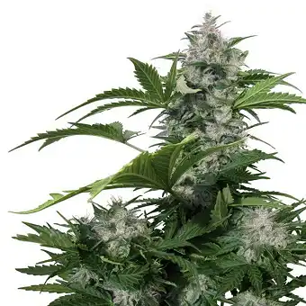 White Dwarf - Buddha Seeds