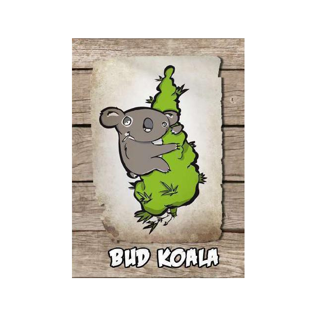 Bud Koala Bud Koala