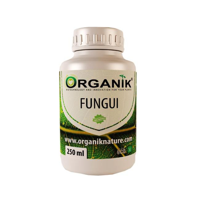 Fungui Fungui