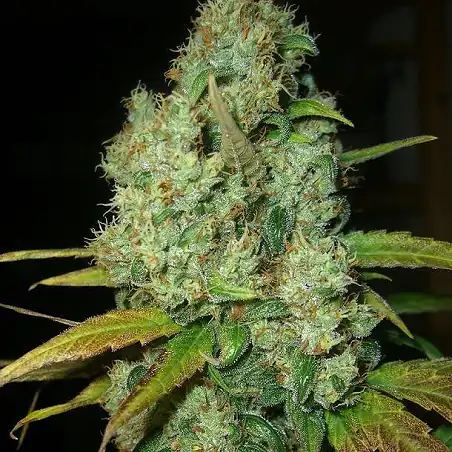 Power Plant Dutch Passion