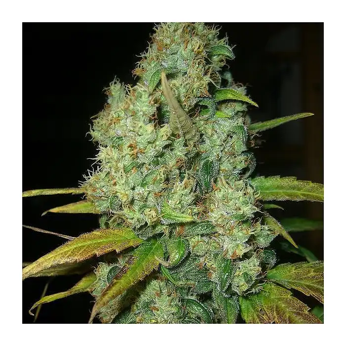 Power Plant Dutch Passion