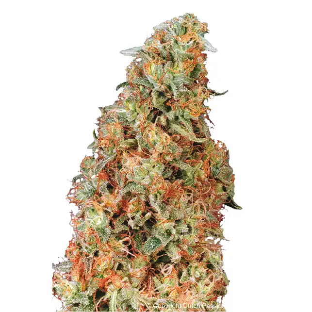 Power Plant Dutch Passion 1