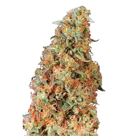 Power Plant Dutch Passion 1