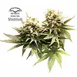 Master kush Dutch Passion