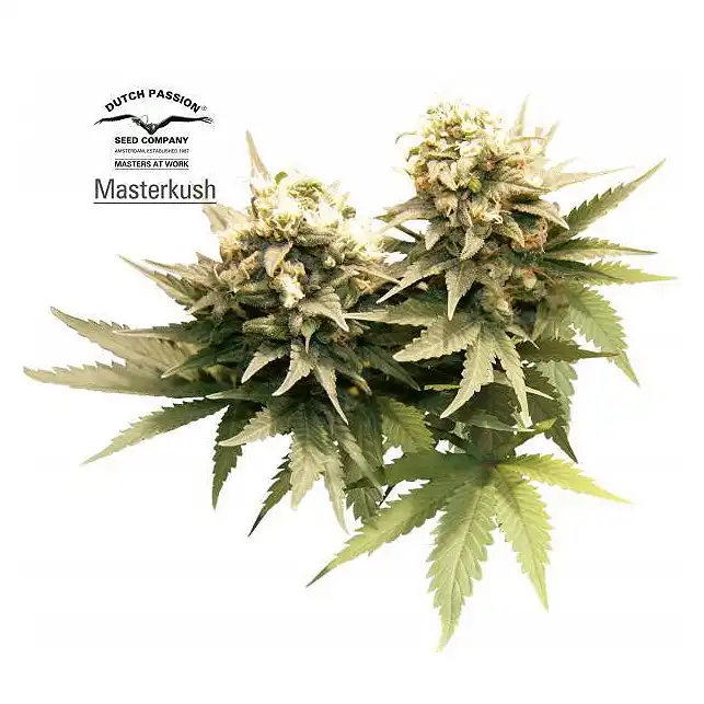 Masterkush Dutch Passion