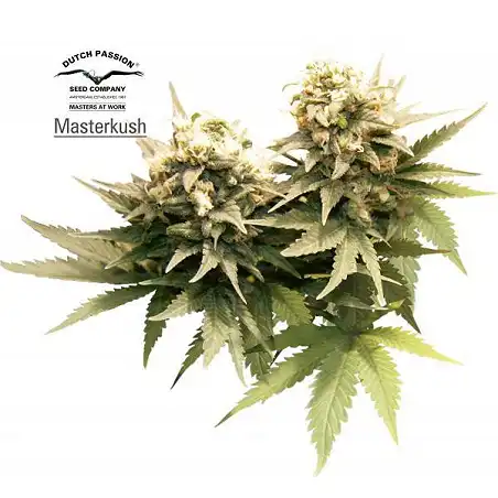 Masterkush Dutch Passion