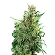 Californian Orange - Dutch Passion