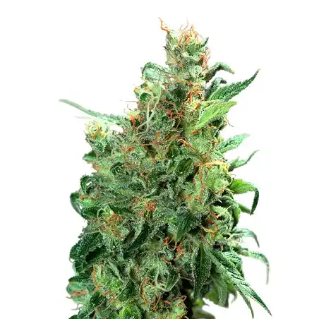 Californian Orange - Dutch Passion