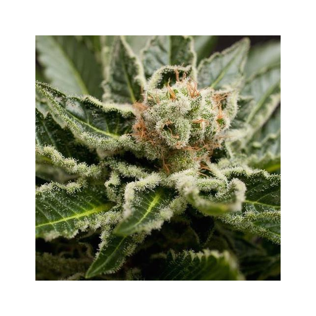 Shark Attack Dinafem Seeds