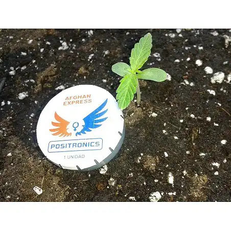 Afghan Express 1 - Positronics