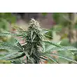 Big Bang Autoflowering - Green House