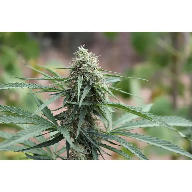 Big Bang Autoflowering - Green House