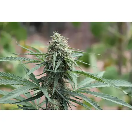 Big Bang Autoflowering - Green House