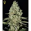 Super Critical - Green House