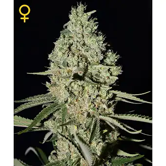 Super Critical - Green House