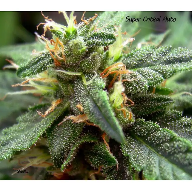 Super Critical Autoflowering - Green House