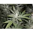 Bubba Kush Green House
