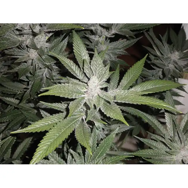 Bubba Kush Green House