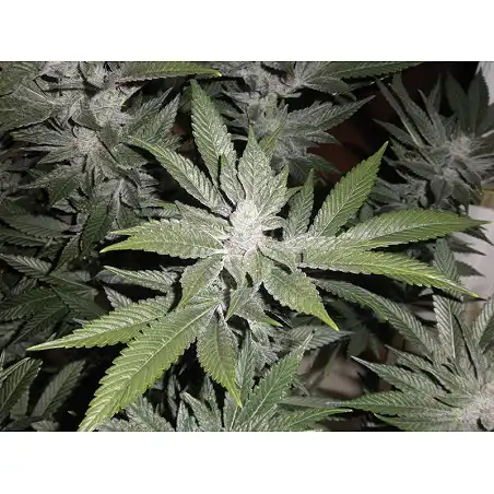 Bubba Kush Green House