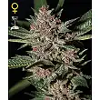 Bubba Kush Green House 1