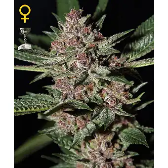 Bubba Kush Green House 1