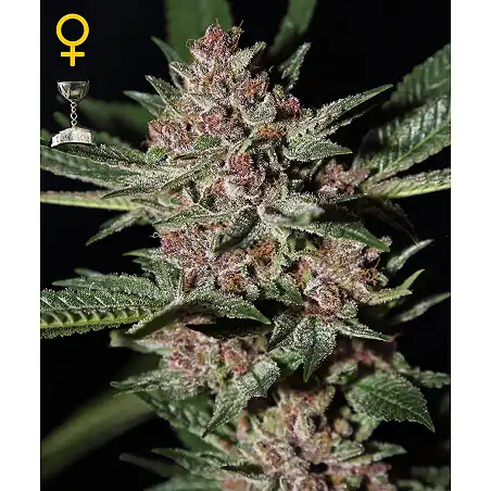 Bubba Kush Green House 1