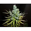 Exodus Cheese Auto - Green House