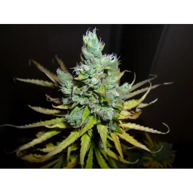 Exodus Cheese Auto - Green House