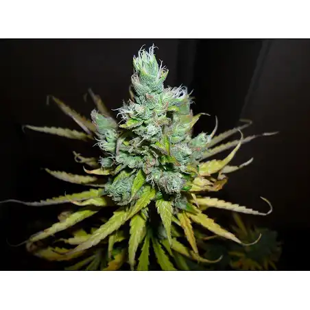 Exodus Cheese Auto - Green House