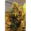 Exodus Cheese Auto 1 - Green House