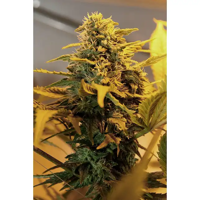 Exodus Cheese Auto 1 - Green House