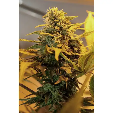 Exodus Cheese Auto 1 - Green House