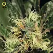 Pure Kush Green House