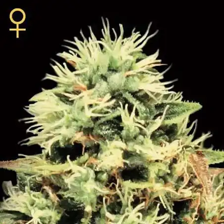 Super Bud 2 - Green House