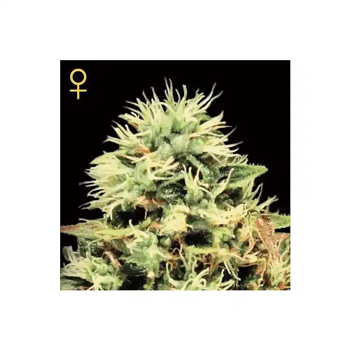 Super Bud 2 - Green House