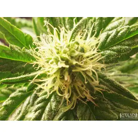 Super Bud - Green House