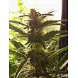 Super Bud 1 - Green House