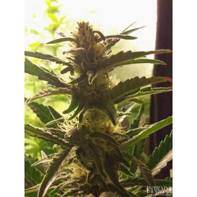 Super Bud 1 - Green House