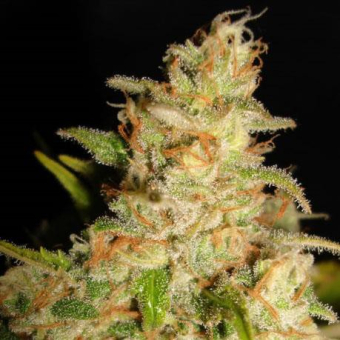 Northern Lights MOC - Ministry of Cannabis