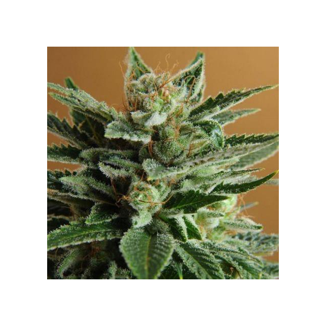 Snow White Nirvana Feminized
